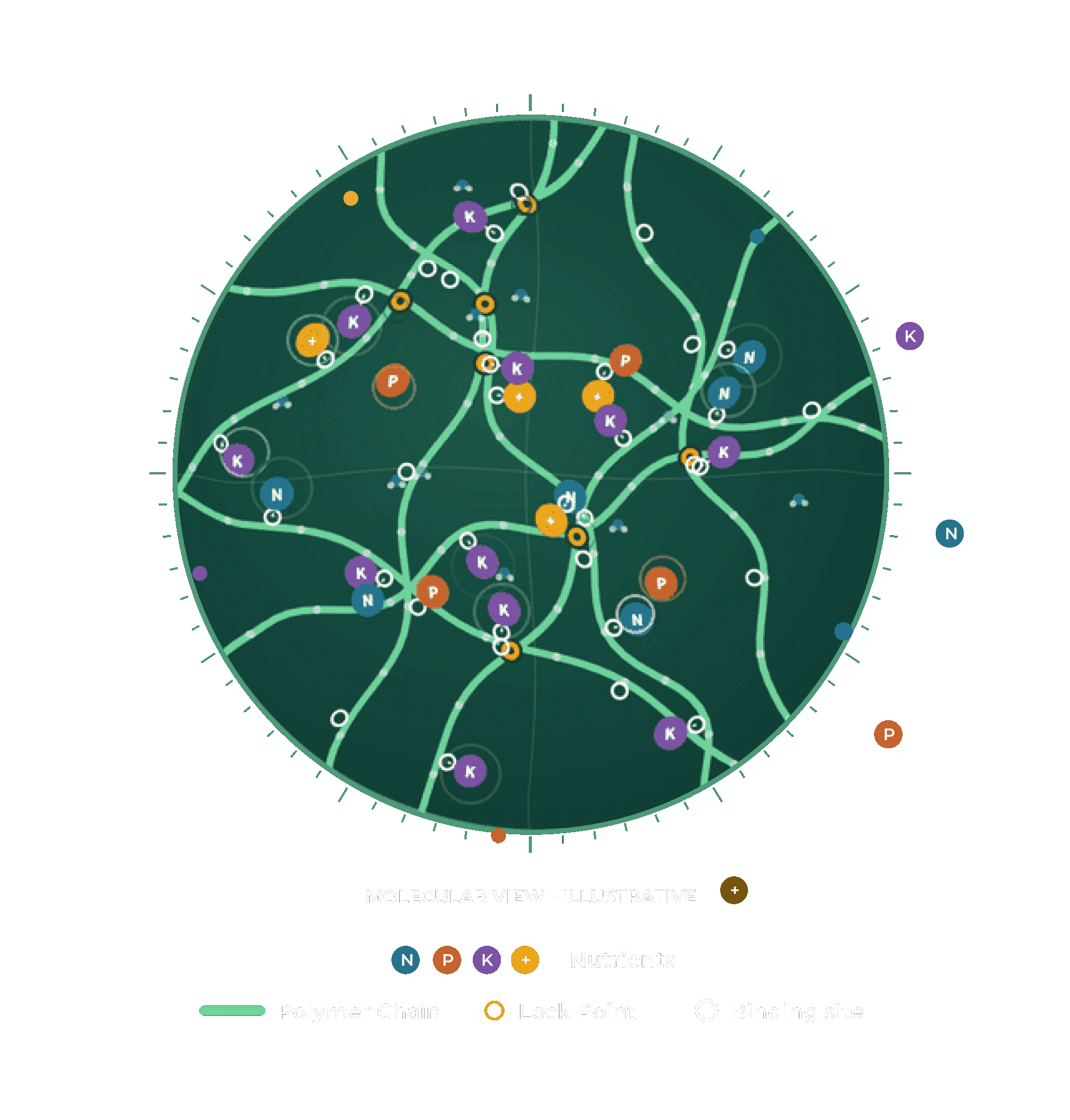 Molecular view of nutrients locked in polymer chains