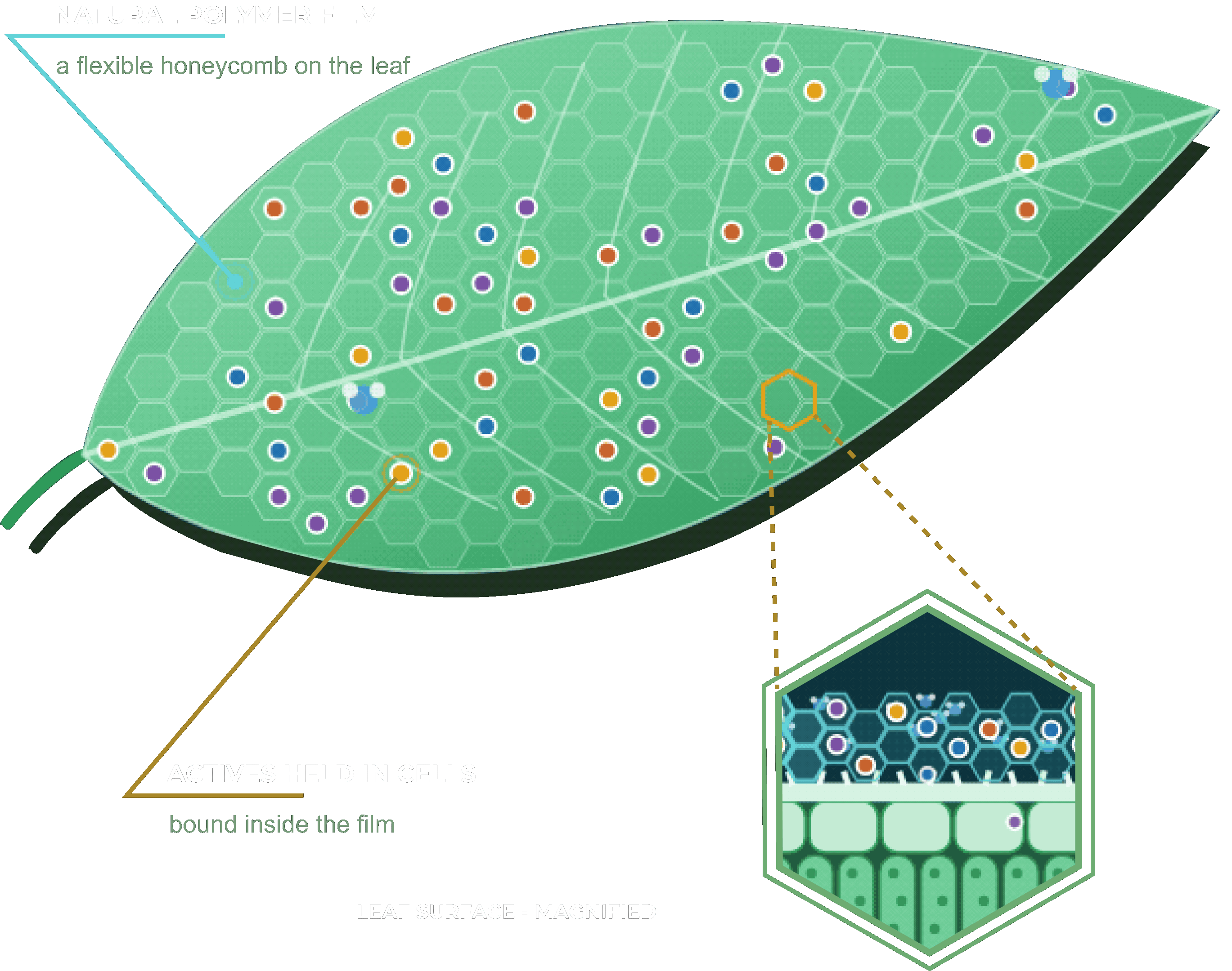 Leaf covered by a flexible honeycomb film that holds the active ingredients, with a magnified view of the film on the leaf surface