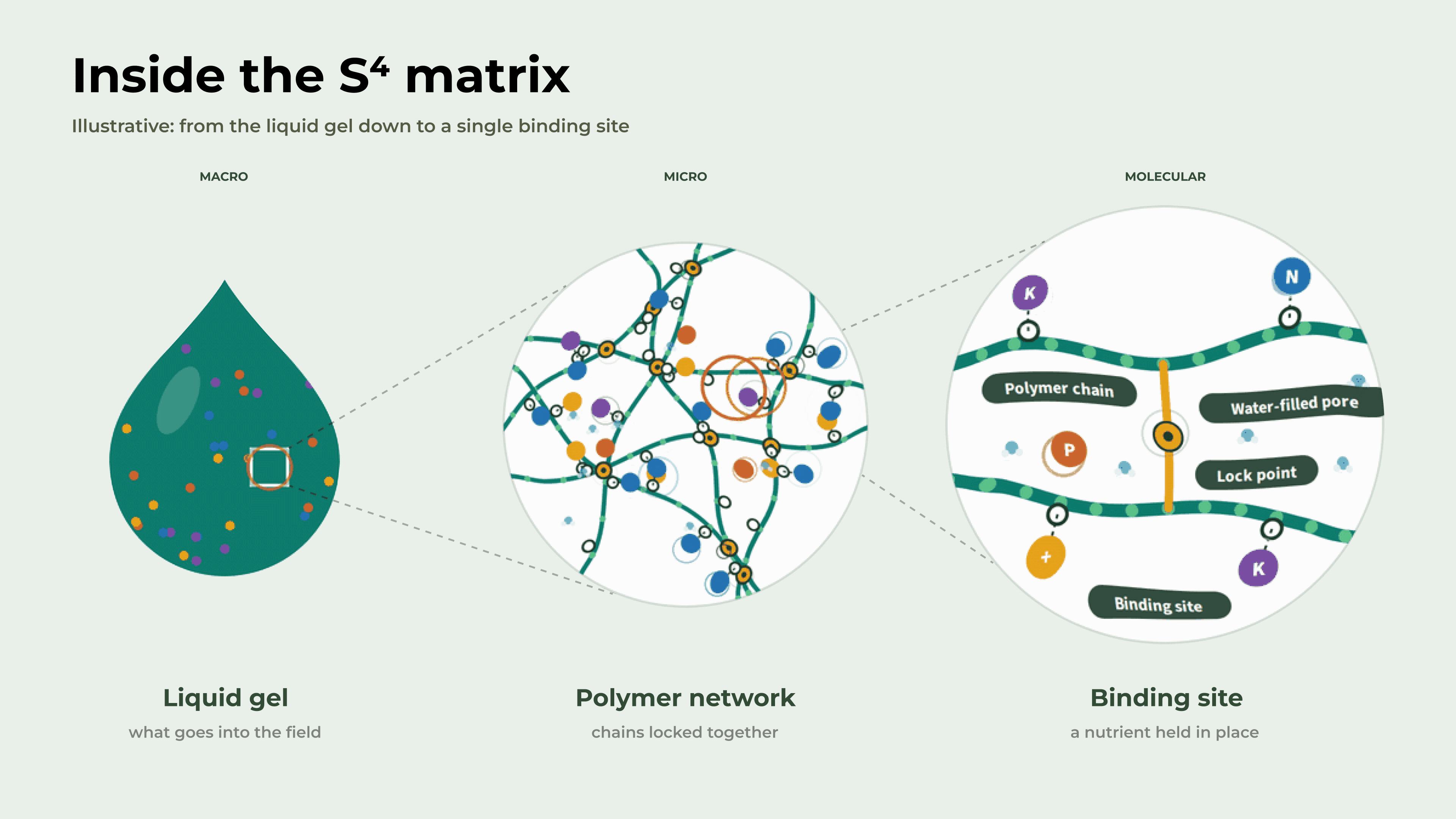 Inside the S4 matrix: liquid gel, polymer network and binding site