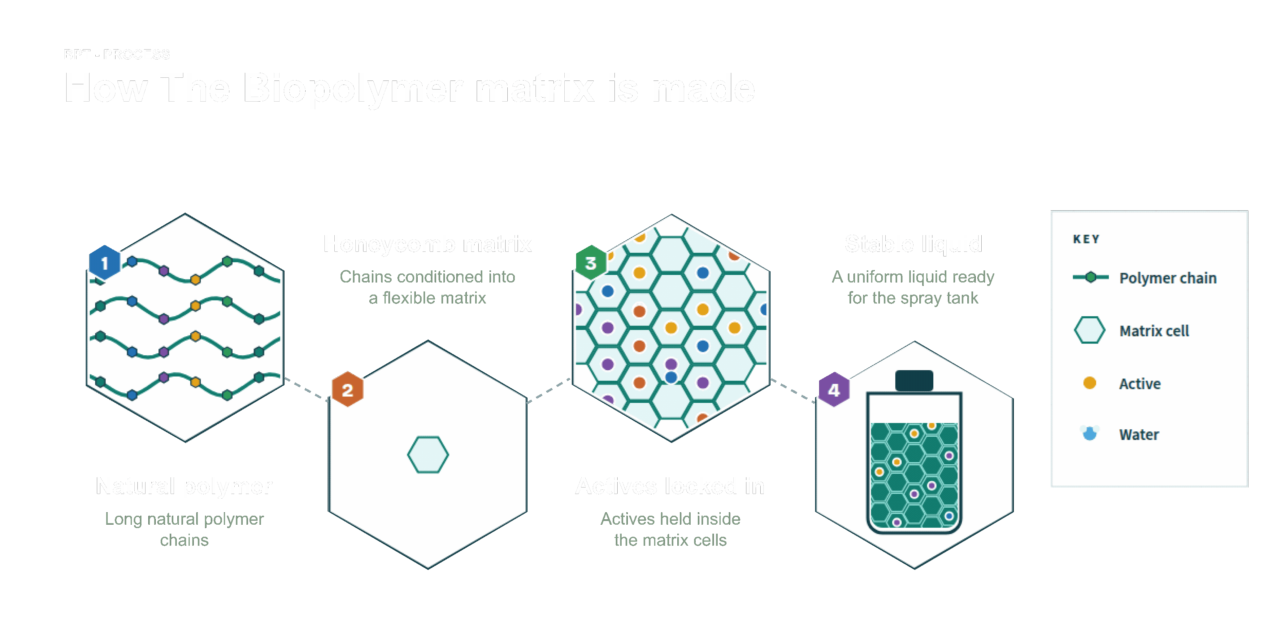 Four stages of the biopolymer matrix: natural polymer, honeycomb matrix, actives locked in, stable liquid