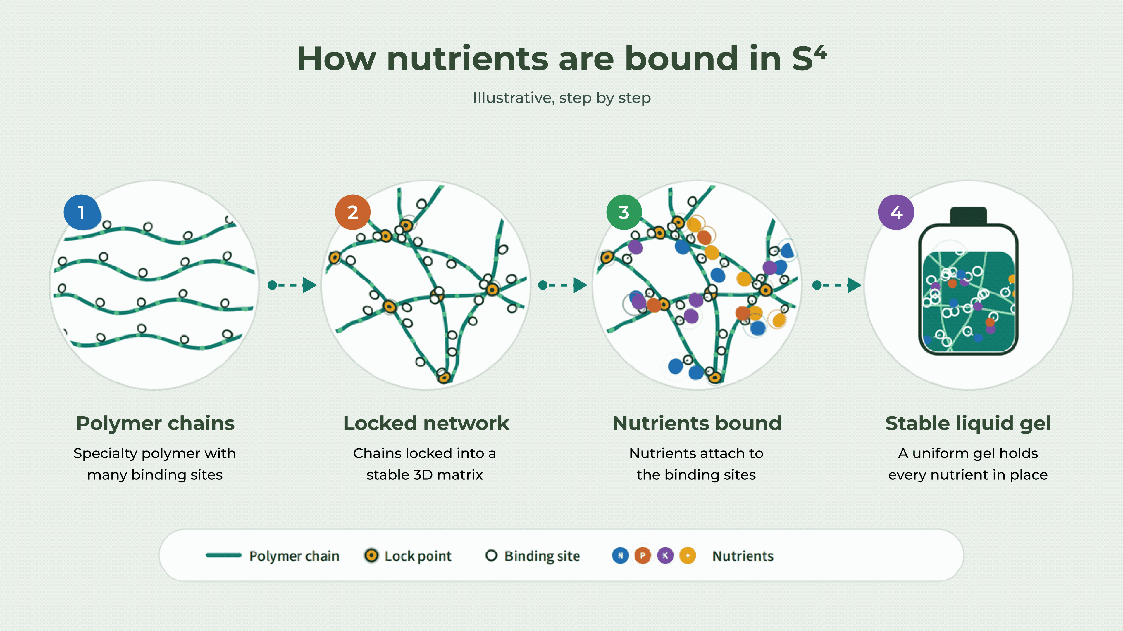 How nutrients are bound in S4, step by step: polymer chains, locked network, nutrients bound, stable liquid gel