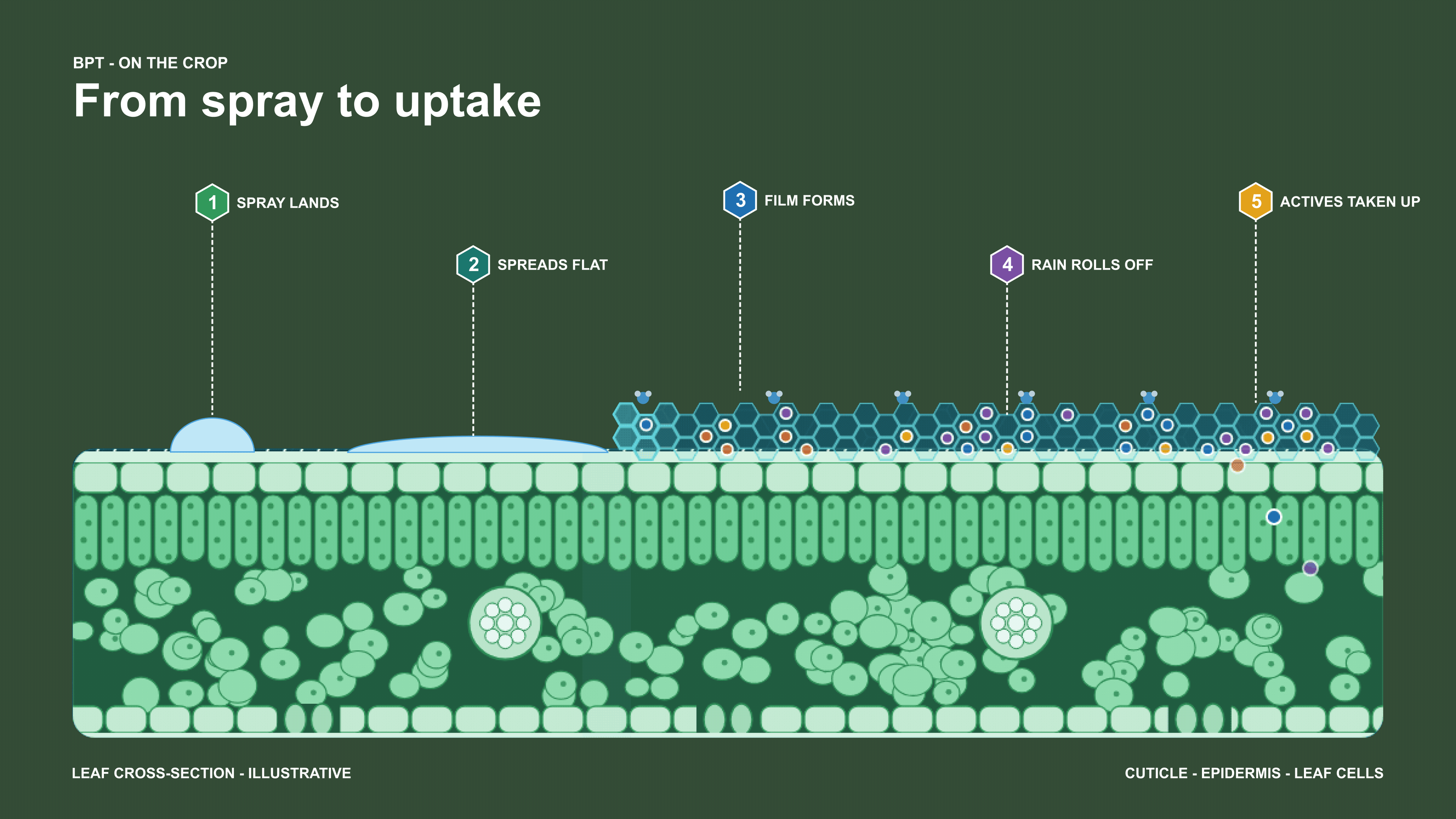 Leaf cross-section showing spray landing, spreading flat, film forming, rain rolling off and actives taken up