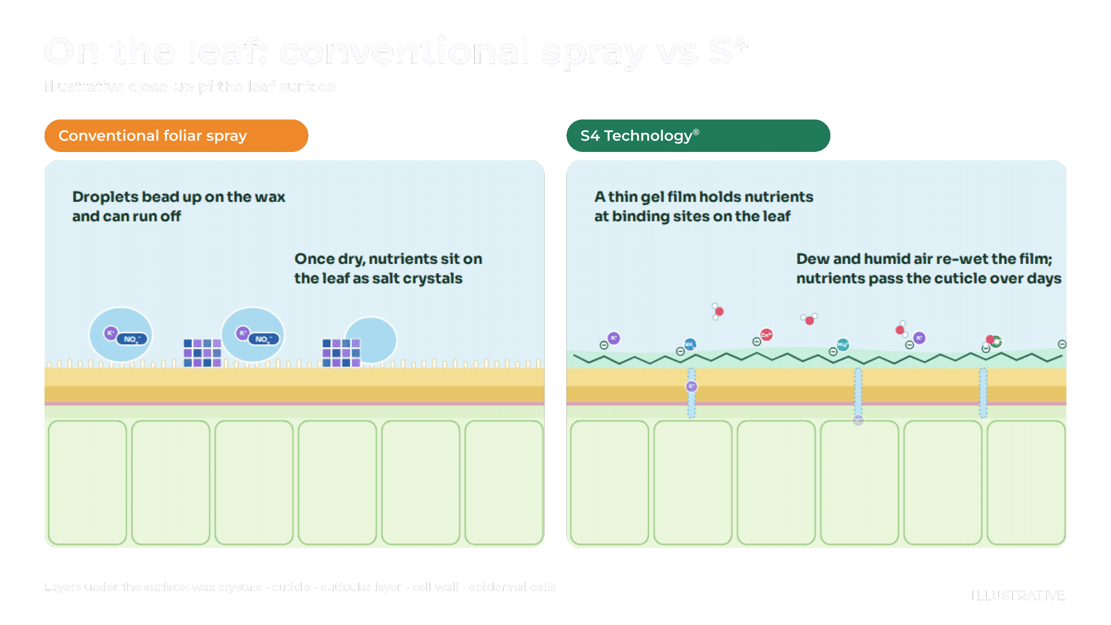 04b_Foliar_uptake_over_time