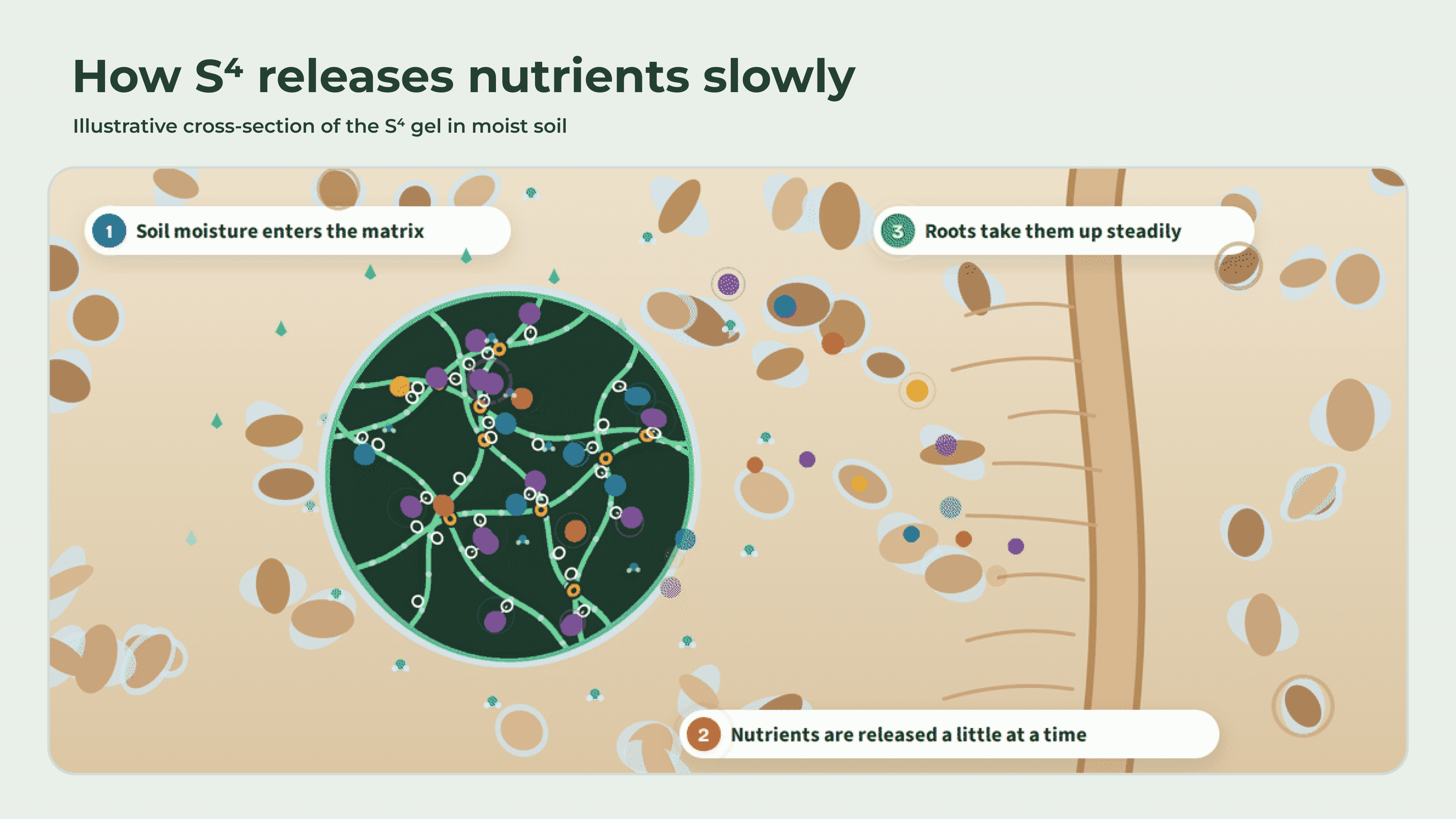 How S4 releases nutrients slowly: illustrative cross-section of the S4 gel in moist soil