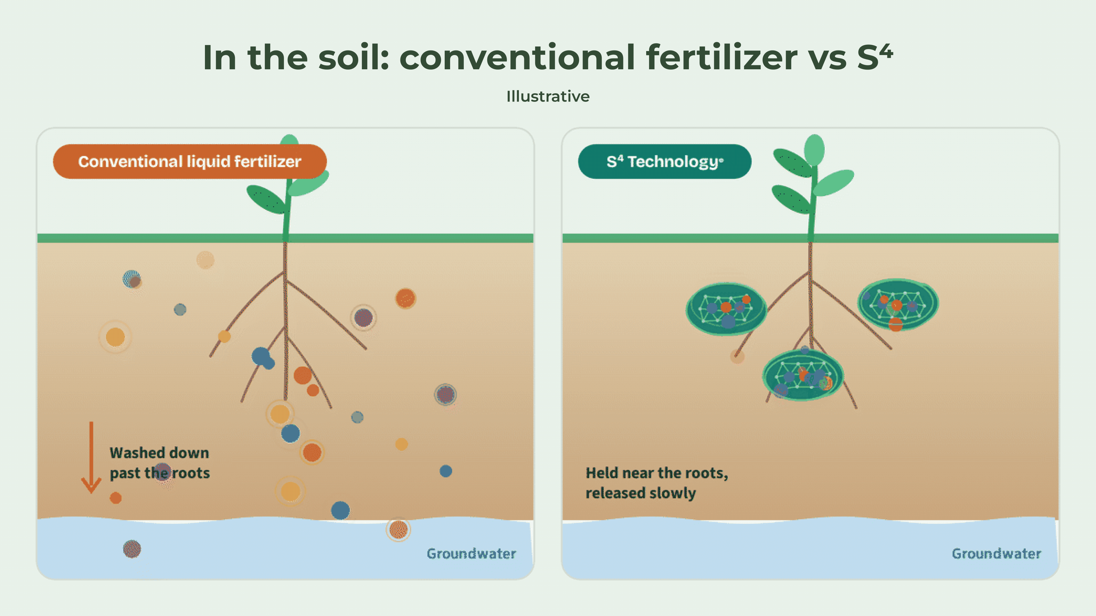 In the soil: conventional fertilizer washes past the roots, S4 is held near the roots and released slowly