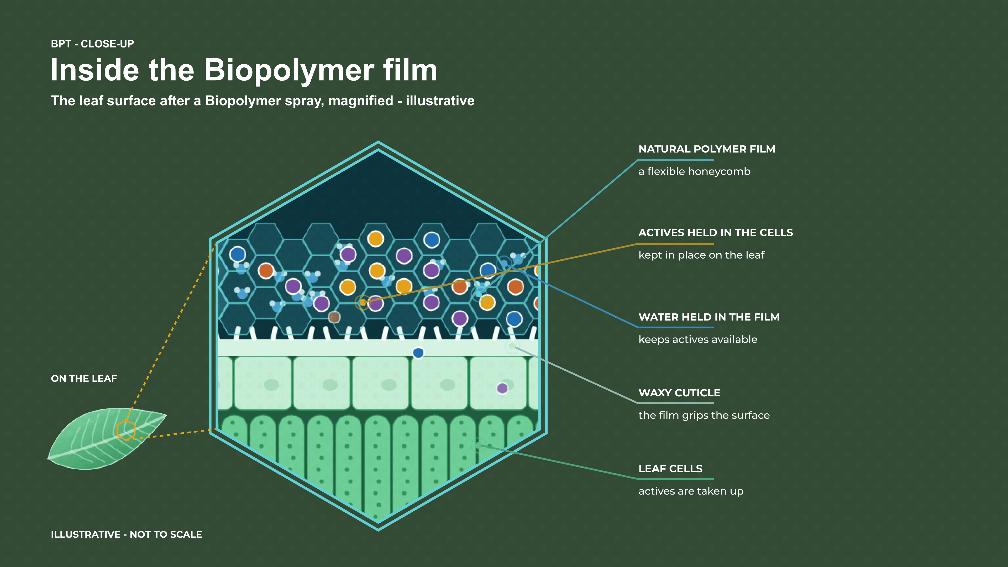 Magnified cross-section of the Biopolymer film: a flexible honeycomb film holds actives and water in its cells, grips the waxy cuticle, and lets actives be taken up by the leaf cells