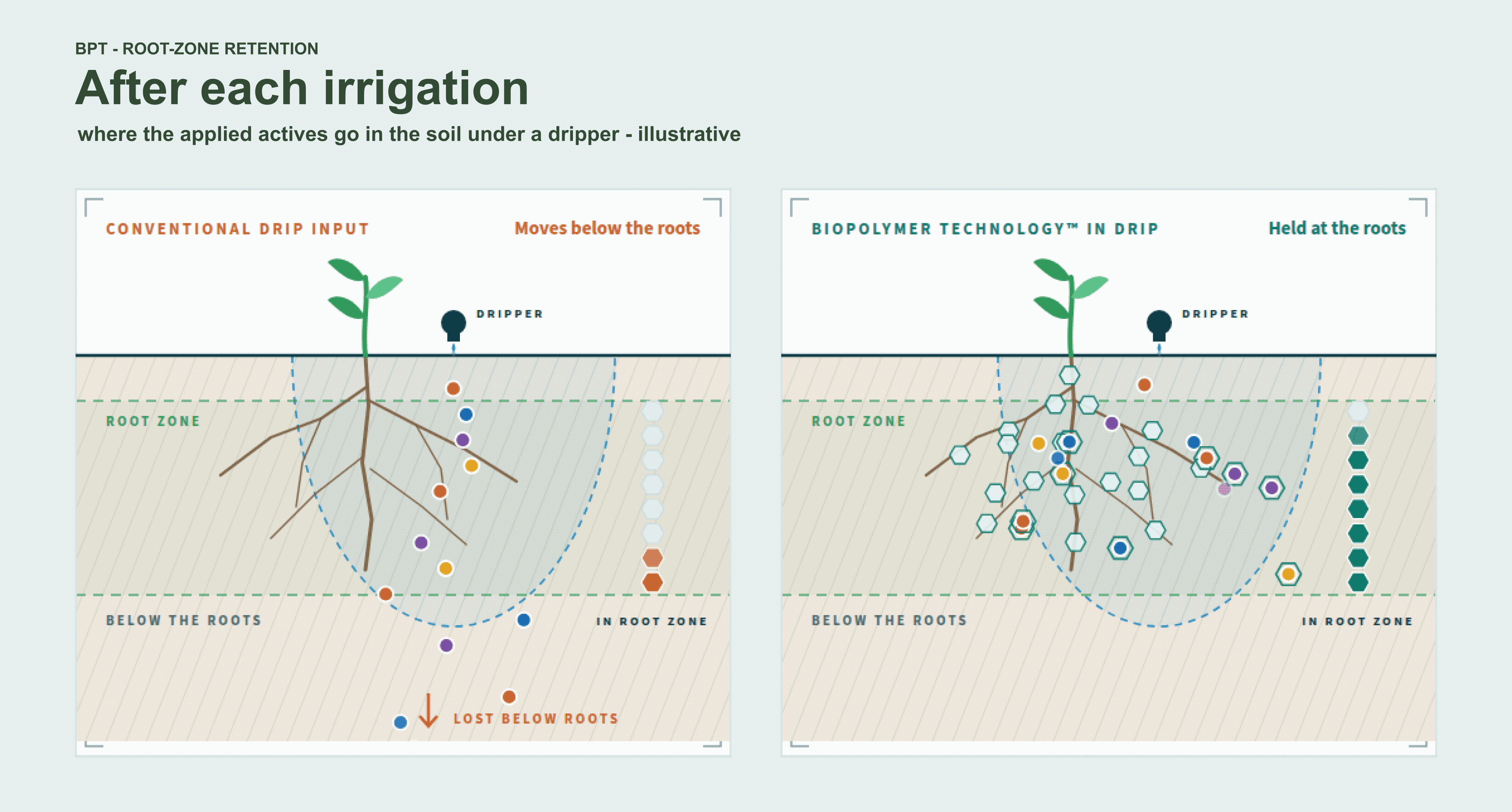 Conventional drip input: the actives move below the roots and are lost