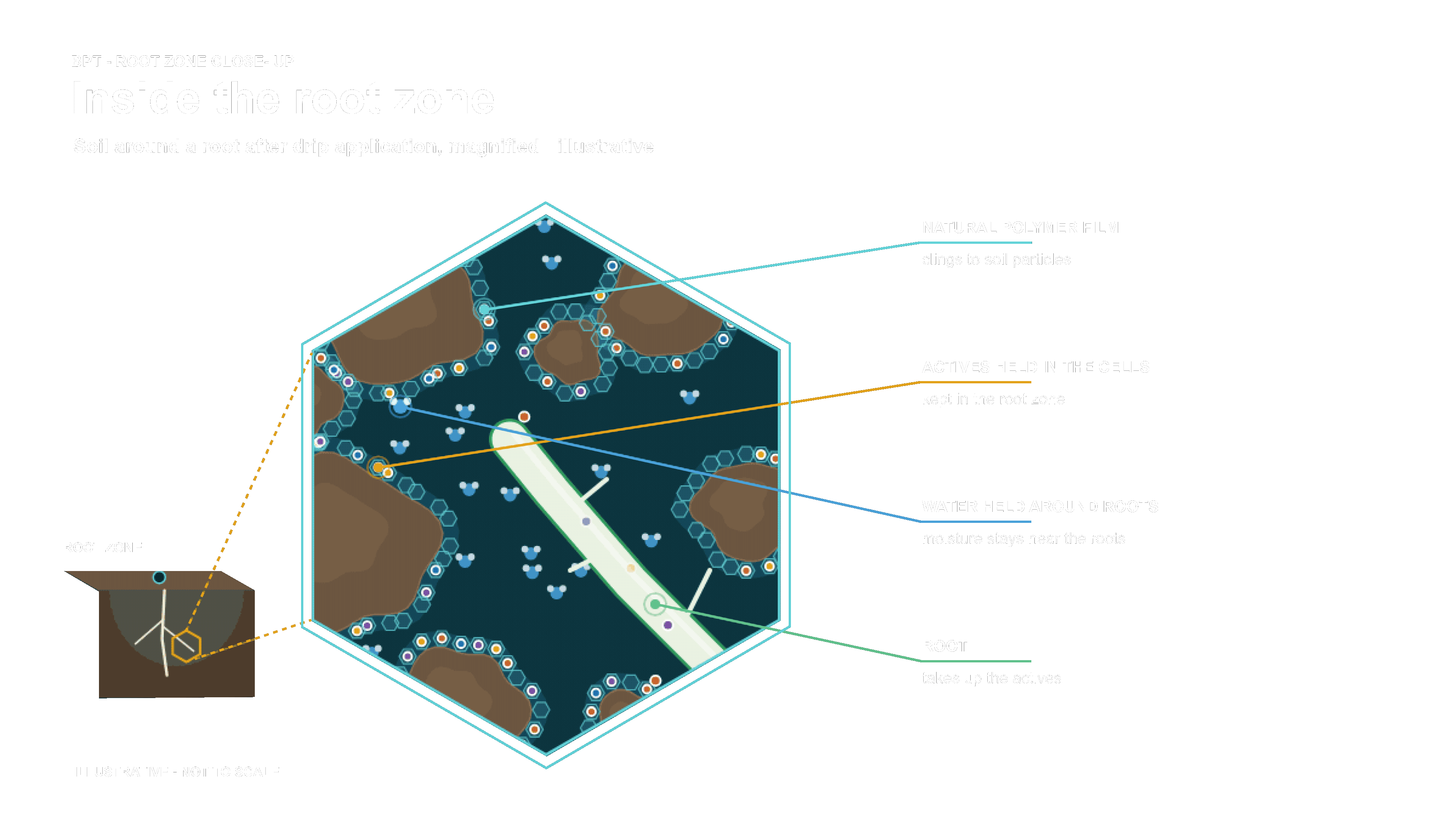 Magnified soil around a root after drip application: polymer film on soil particles, actives held in the cells, water held around the roots and the root taking up the actives