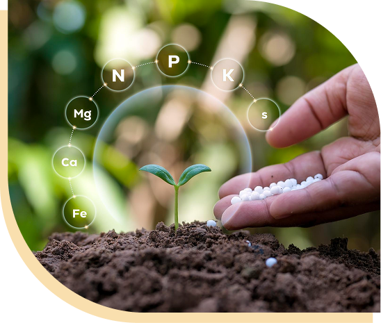 Hand placing fertilizer granules beside a seedling, with N, P, K, S, Mg, Ca and Fe nutrient icons