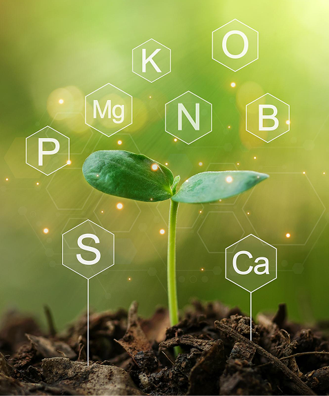 Young seedling with nutrient symbols N, P, K, Mg, Ca, S, B and O