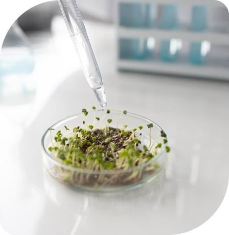 Dropper adding liquid to seedlings growing in a petri dish